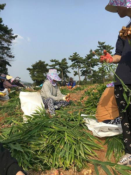 2017학년도 추계 농촌봉사활동 