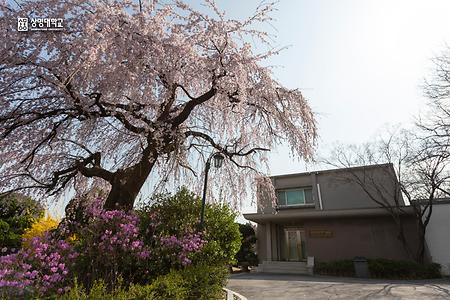 2024학년도 서울캠퍼스 봄 이미지 